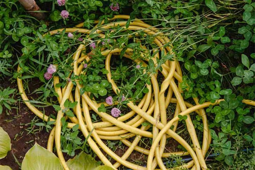 garden hose coiled in the grass